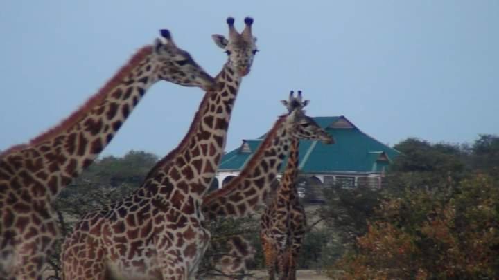 Narasha Homestay - Maasai Mara Talek Dış mekan fotoğraf