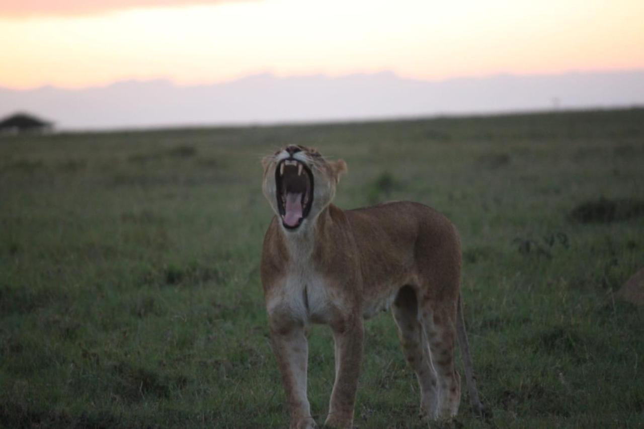 Narasha Homestay - Maasai Mara Talek Dış mekan fotoğraf