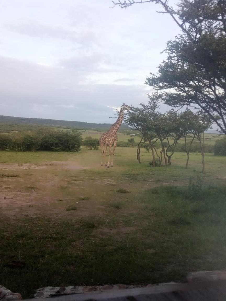 Narasha Homestay - Maasai Mara Talek Dış mekan fotoğraf