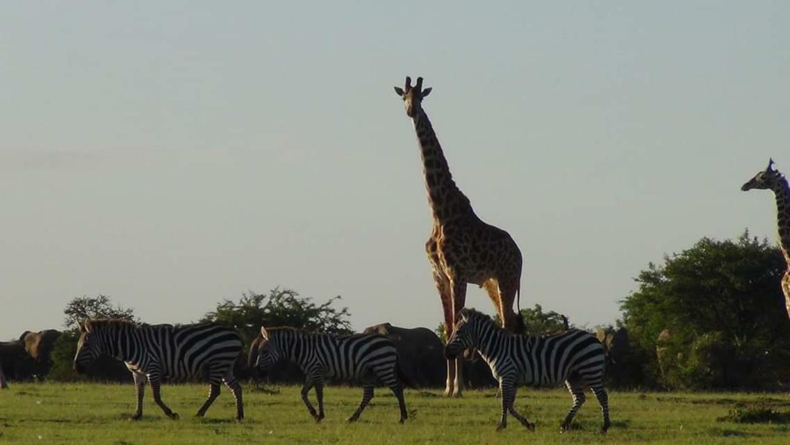 Narasha Homestay - Maasai Mara Talek Dış mekan fotoğraf